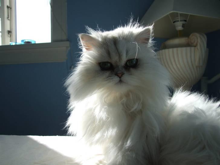 Perser Gizmo billede 9