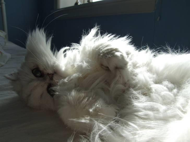 Perser Gizmo billede 10