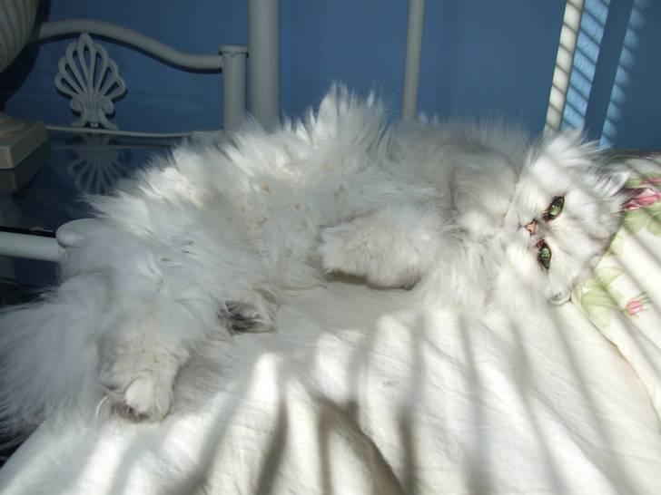 Perser Gizmo - Zzzzzzzzzzz  gab, hej billede 11