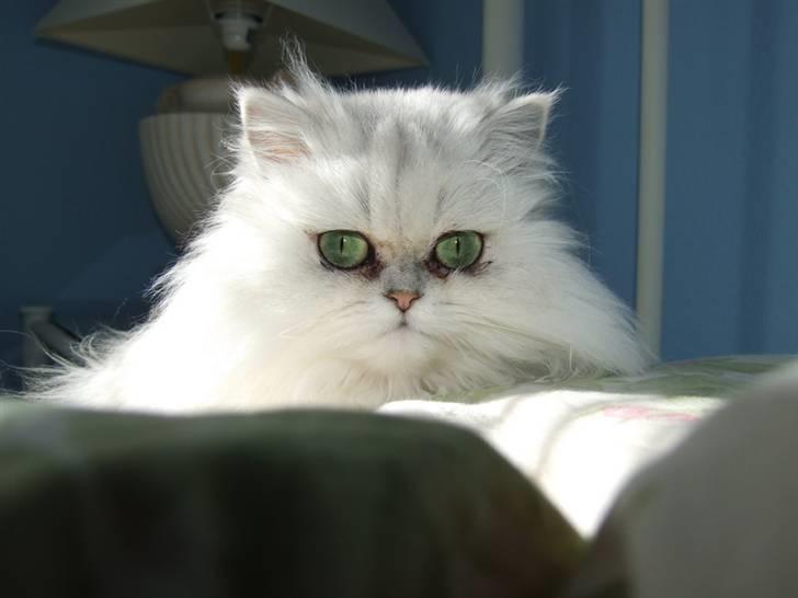 Perser Gizmo billede 12