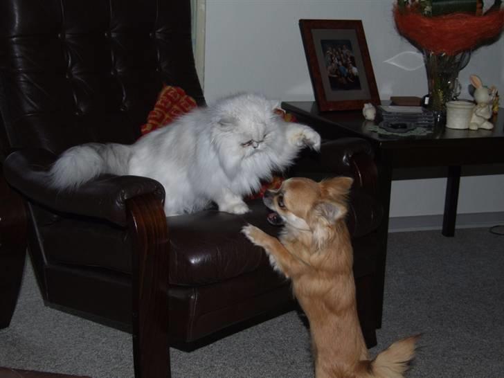 Perser Gizmo - Skal du há kage..... huskekage :) billede 13