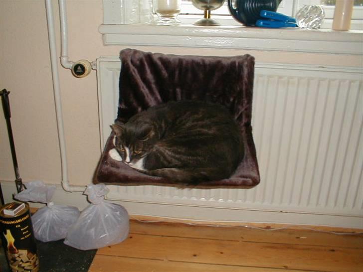 Blanding af racer Laban - Laban på sin nye radiatorseng, dejligt at ligge op ad brændeovnen:-) billede 11