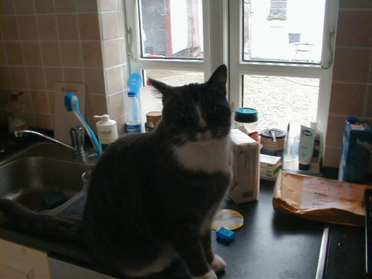 Blanding af racer Laban billede 12