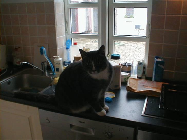 Blanding af racer Laban billede 13