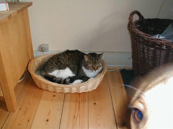 Blanding af racer Kylling billede 13