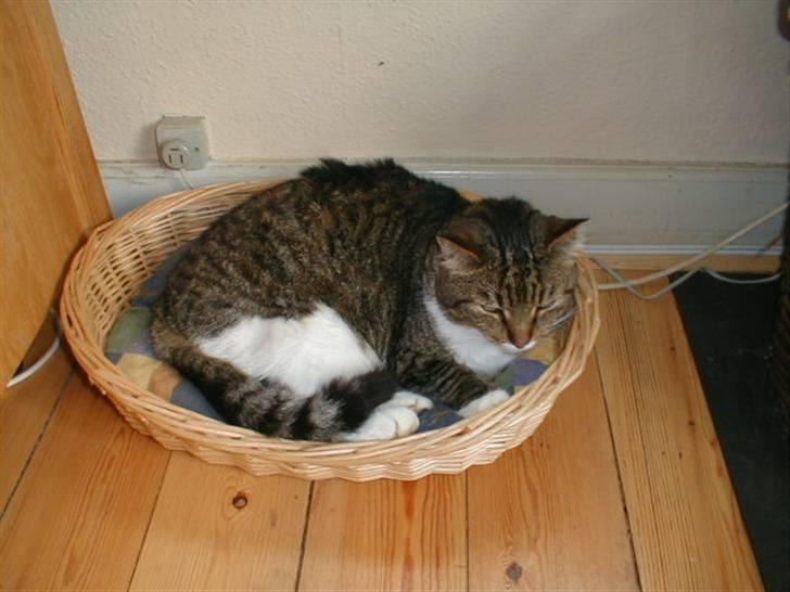 Blanding af racer Kylling billede 14