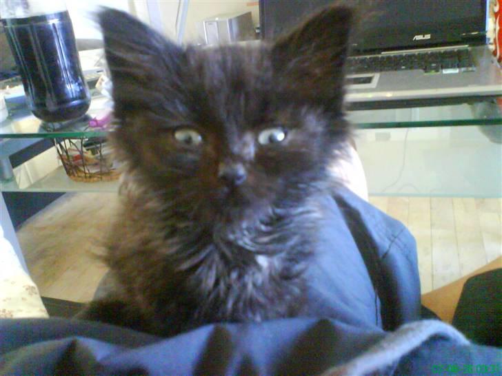 Blanding af racer Tiger - min dejlige TIGER  billede 1