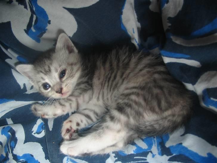 Huskat Trunte billede 15