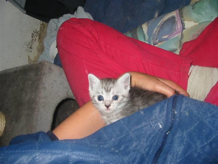 Huskat Trunte billede 16