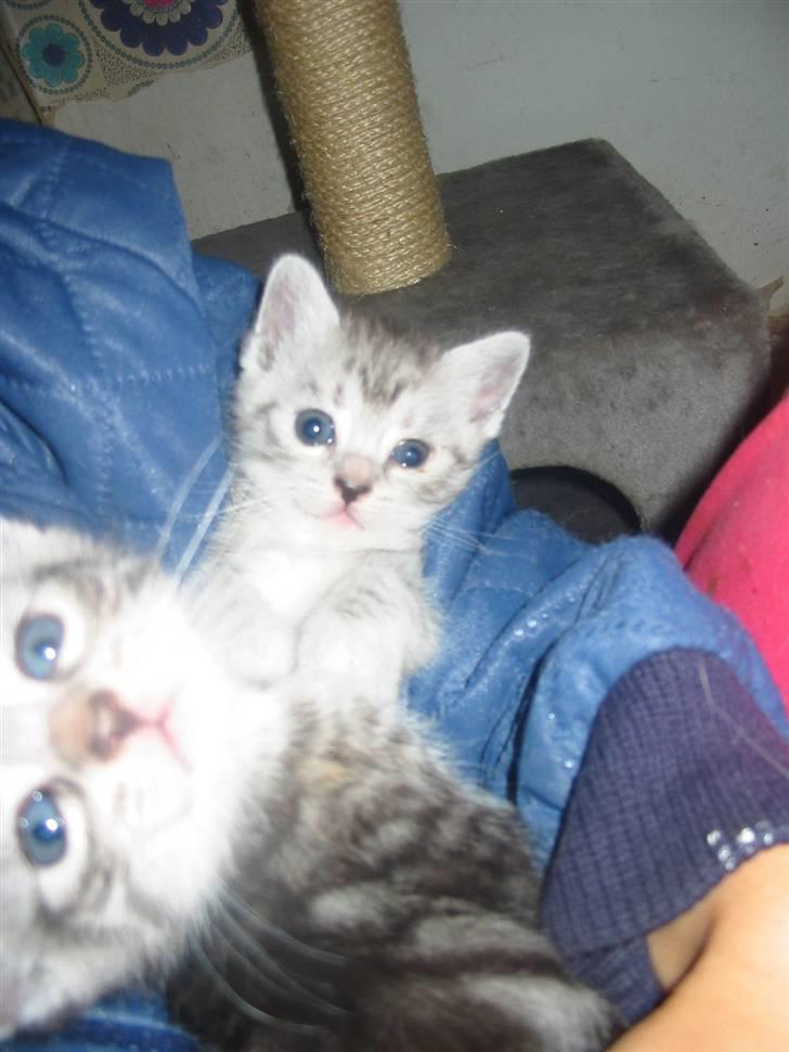 Huskat Trunte billede 17