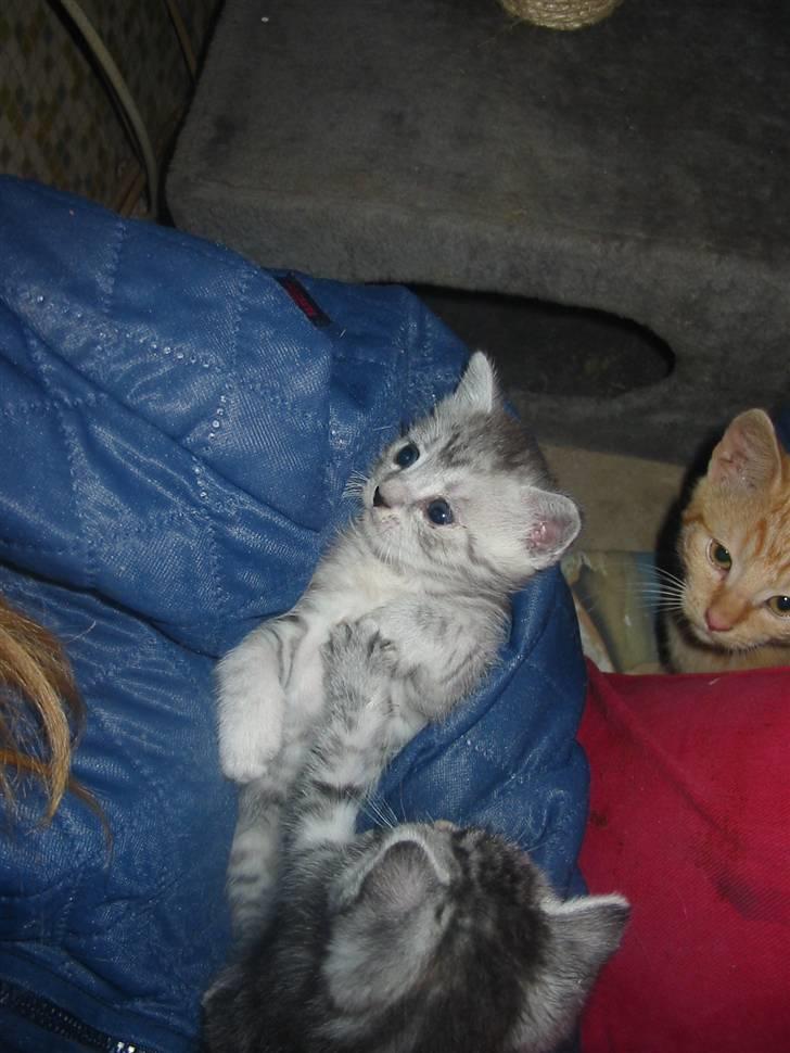 Huskat Trunte billede 18