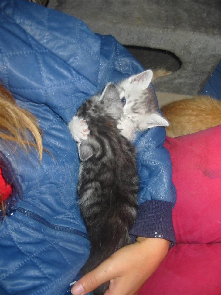 Huskat Trunte billede 19