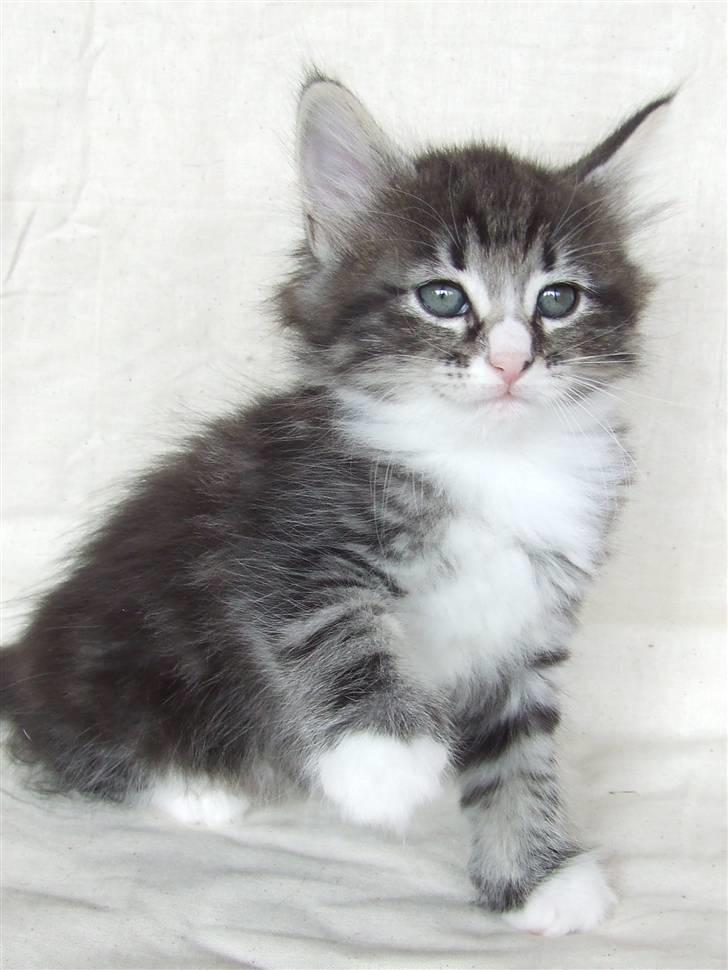 Norsk Skovkat Grethe Sønck *LEDIG* - 6 uger billede 7