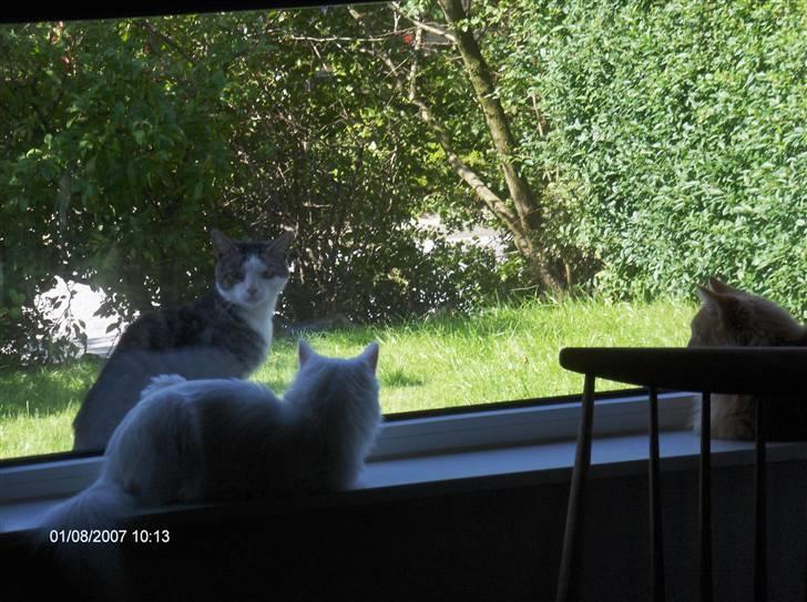 Maine Coon Watercoons White Iris - En dag vi fik "besøg" af en kat fra kvarteret billede 6