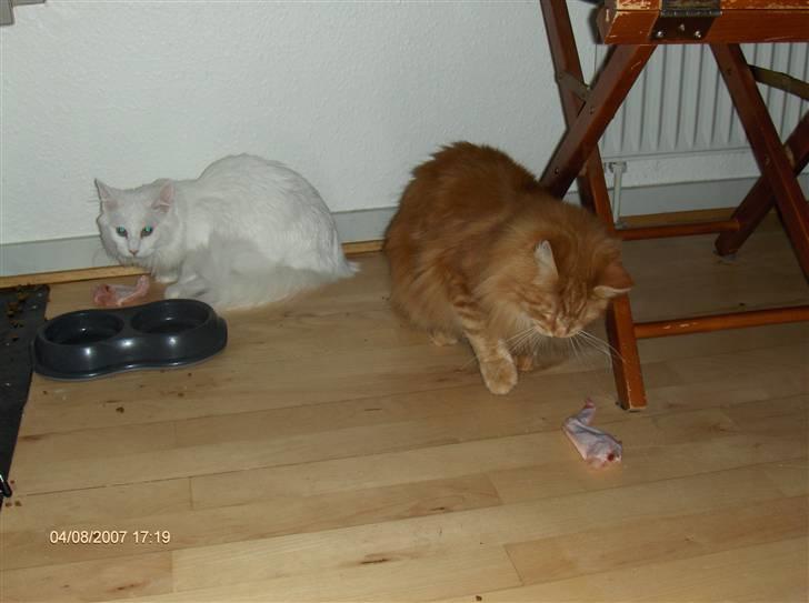 Maine Coon Watercoons White Iris billede 7