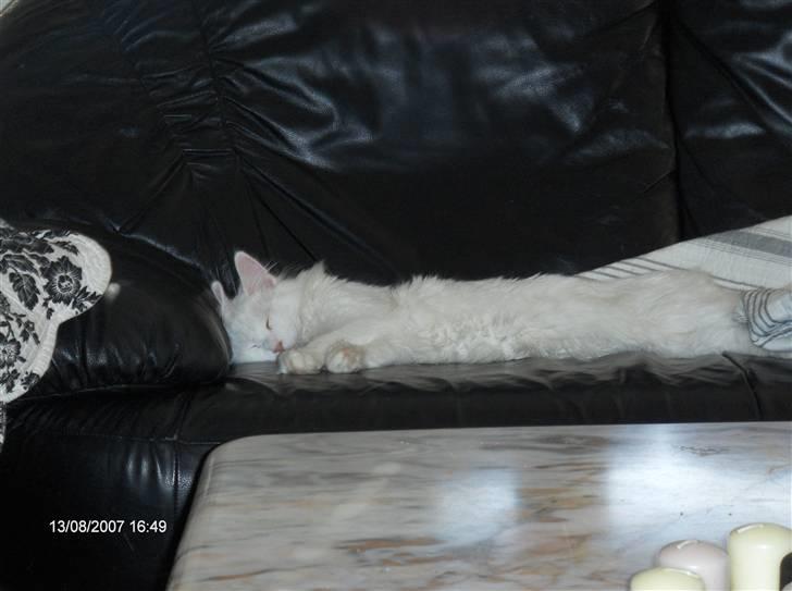 Maine Coon Watercoons White Iris - Iris slapper helt af billede 8