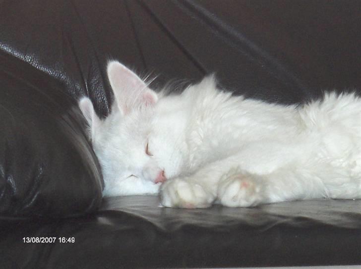 Maine Coon Watercoons White Iris billede 9