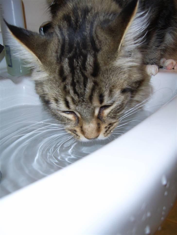 Maine Coon Sisca - Hun nyder at drikke af håndvasken. billede 2