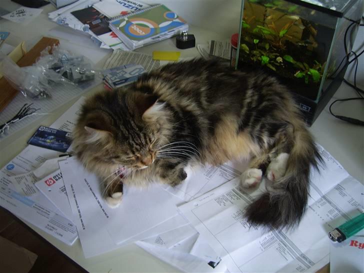 Maine Coon Sisca - Det er super dejligt at ligge i mors rod på kontoret. billede 3