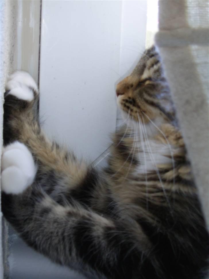 Maine Coon Sisca - go´nat billede 4