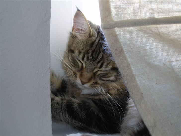 Maine Coon Sisca billede 5