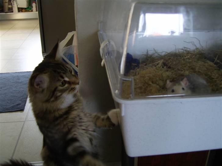 Maine Coon Sisca - Sisca´s venner rotterne Mille og Malou. billede 6
