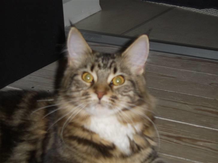 Maine Coon Sisca - Hejsa.... billede 7
