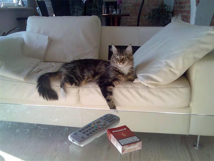 Maine Coon Sisca - Prøv lige at se mig.. er jeg ikke dejlig. billede 8