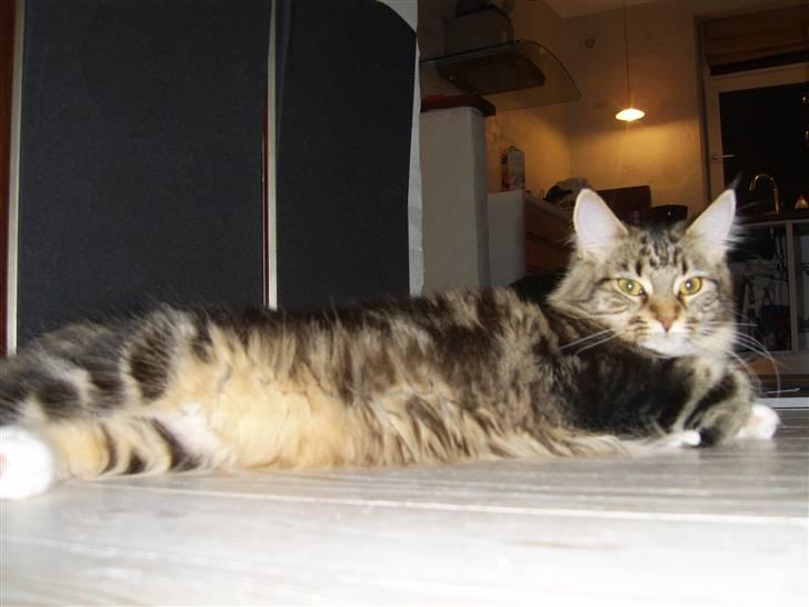 Maine Coon Sisca billede 9