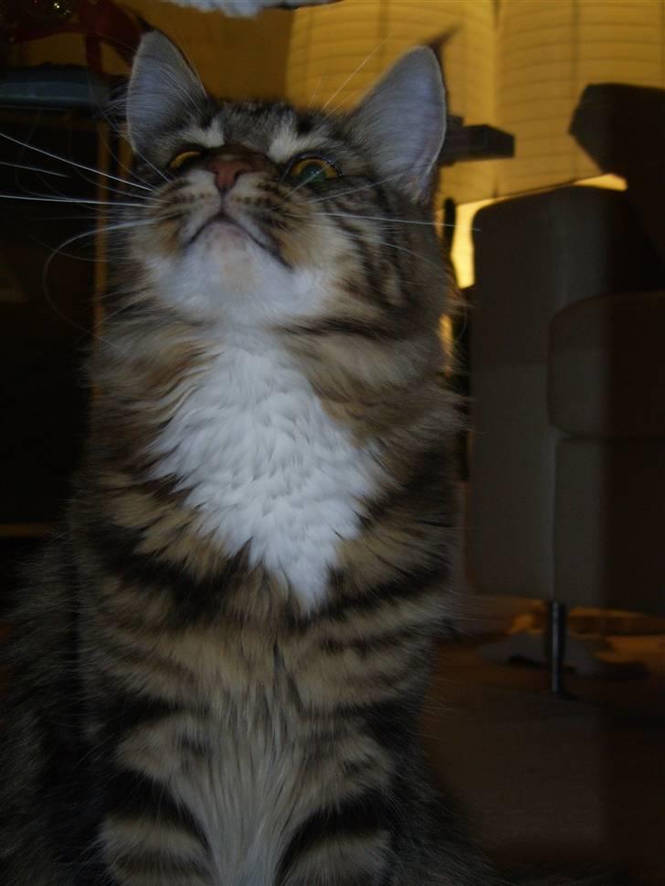 Maine Coon Sisca billede 10
