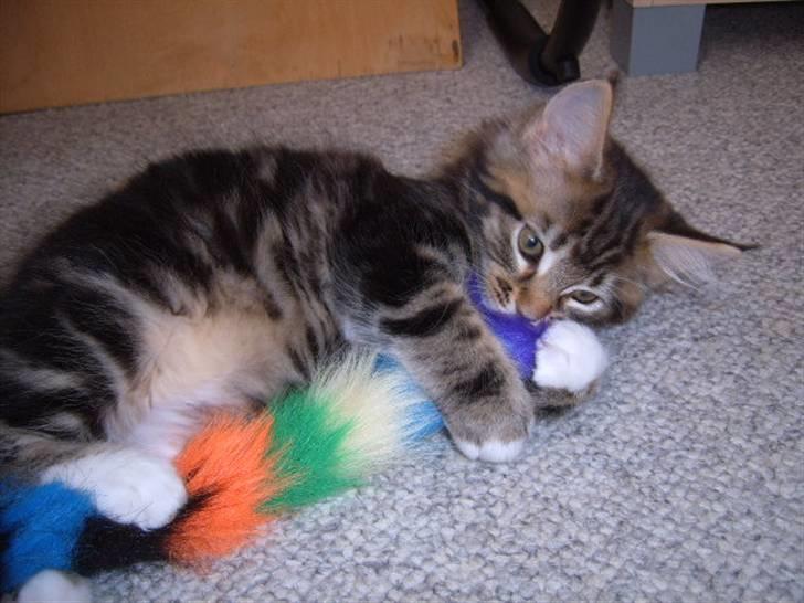 Maine Coon Sisca - Lillebitte Sisca. ( dette billede så vi første gang på nettet, inden vi købte hende ) billede 11