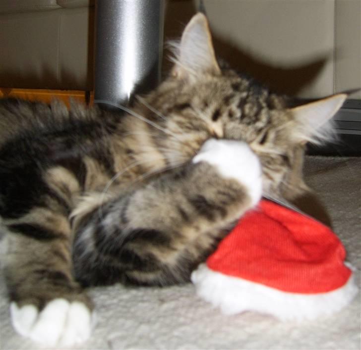 Maine Coon Sisca - Genert Sisca, taget i at lege med nissehuen.. billede 12