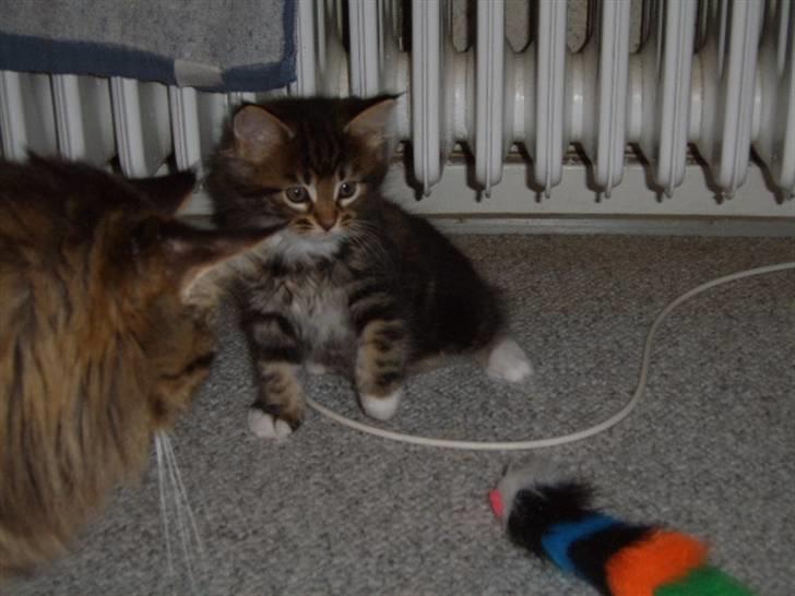 Maine Coon Sisca - nåååå hvor er hun lille og sød. billede 13