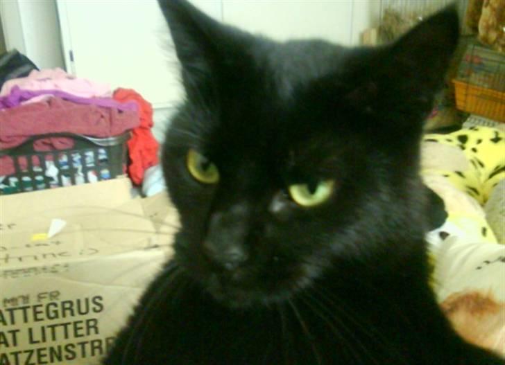 Huskat pjuske *R.I.P* - hej med jer.. (Modtager ikke udf. før jeg har nogle flere billeder og tekst) billede 1