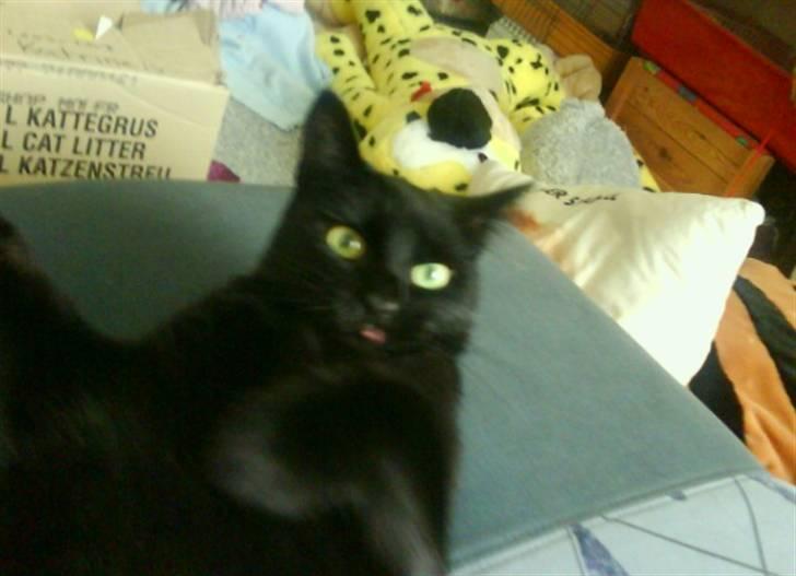 Huskat pjuske *R.I.P* - Jeg en lille fræk misser :p billede 3