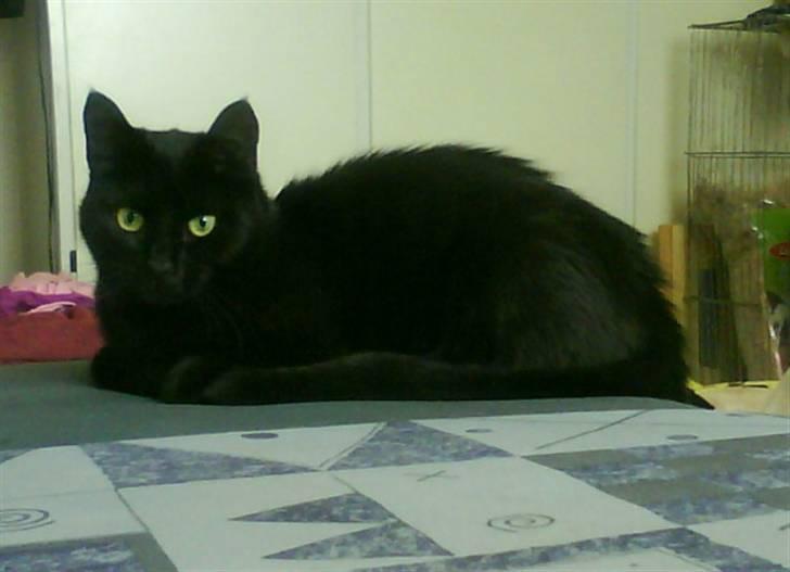 Huskat pjuske *R.I.P* - Hvad har du gang i?? billede 4