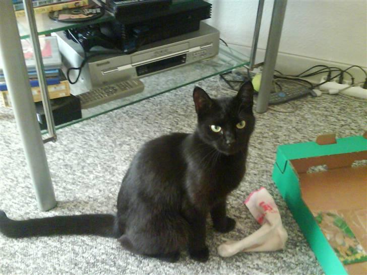 Huskat pjuske *R.I.P* - hov s: hvad er det du laver med det? billede 5