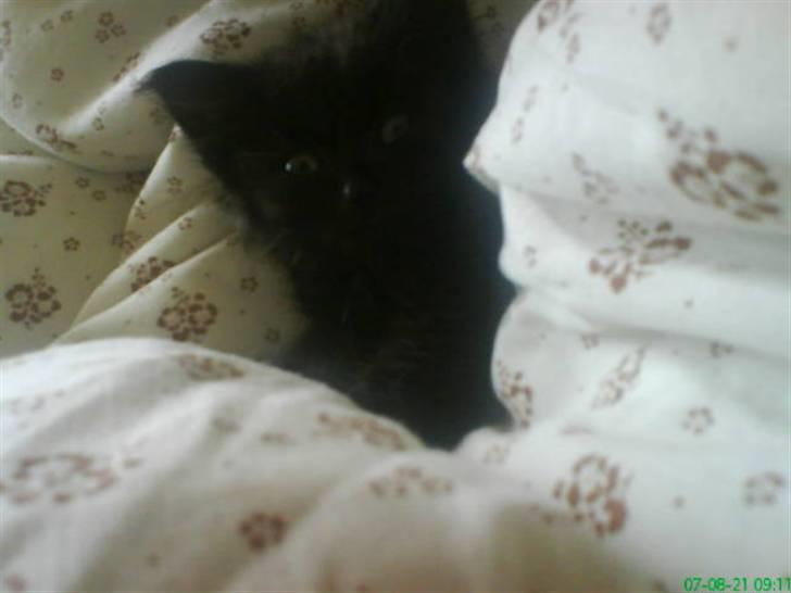 Blanding af racer Tiger - den første morgen hvor hun puttede i min dyne:P billede 2