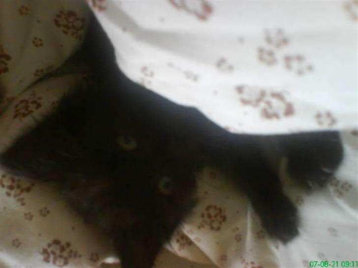 Blanding af racer Tiger - hun hygger sig rigtigt:P  billede 3