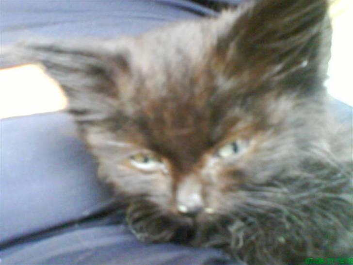 Blanding af racer Tiger - hun sover altid på mine ben.. er næsten lænkte til sofaen for tiden  :P hehe  billede 4