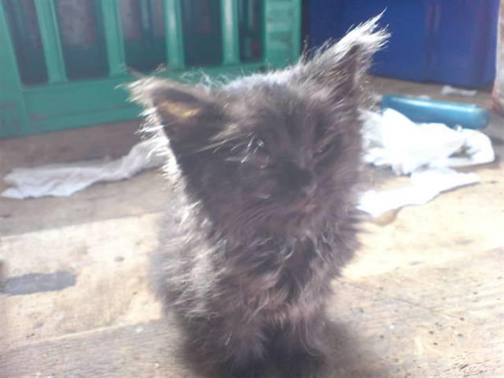 Blanding af racer Tiger - første gang jeg var ude og se tiger..  billede 5