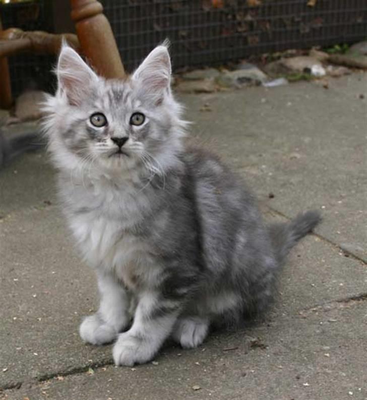 Maine Coon Cosmo - Uhh! er det farligt ??? Ô billede 2