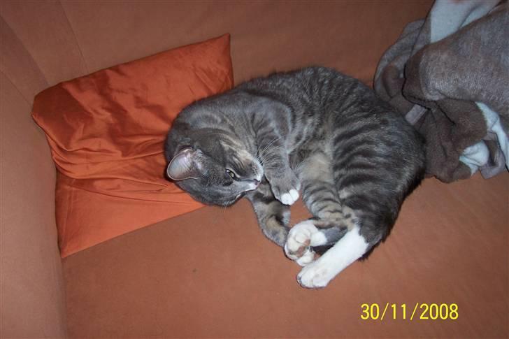 Huskat Anton billede 1