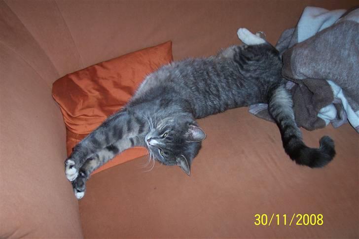 Huskat Anton billede 2