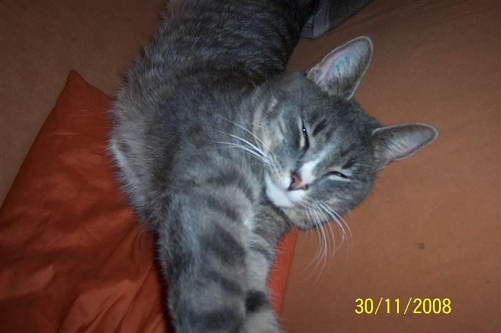 Huskat Anton billede 3