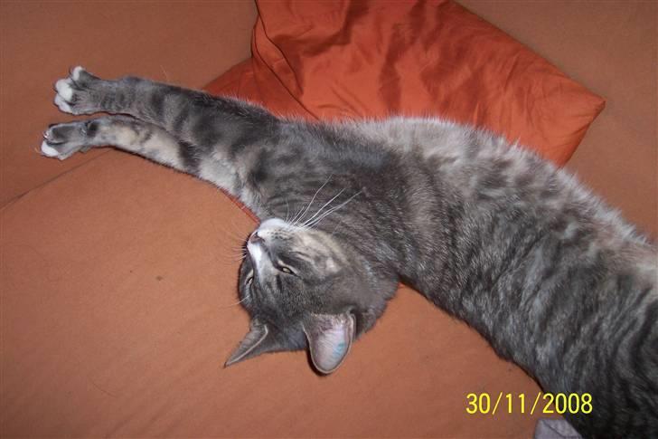 Huskat Anton billede 4