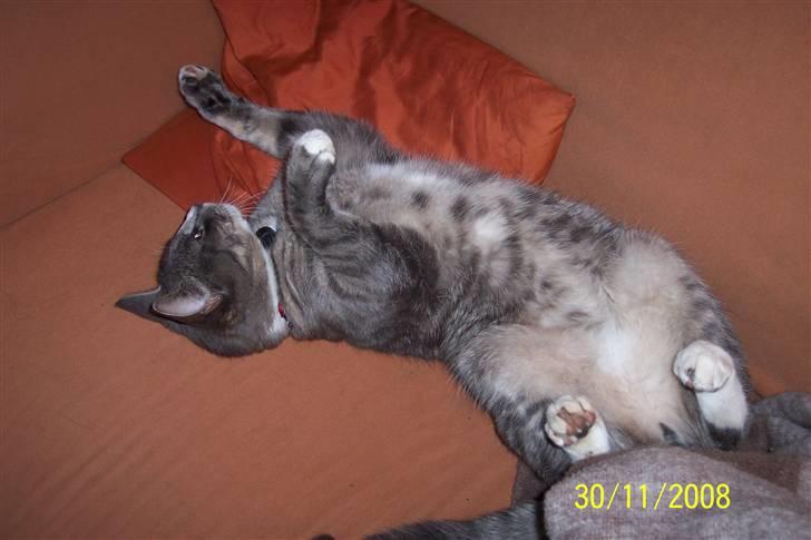 Huskat Anton billede 5