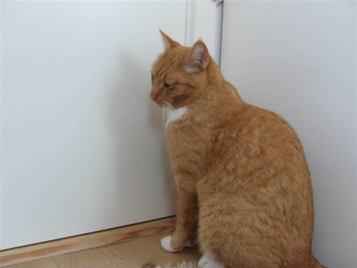 Huskat Sofus - IIII Luk mig dog ud ! billede 1