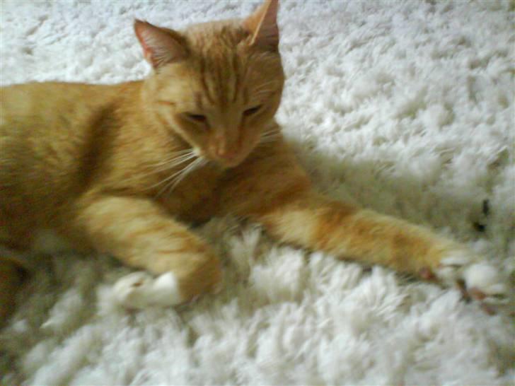 Huskat Sofus - gud hvor er jeg smadret...?! billede 2