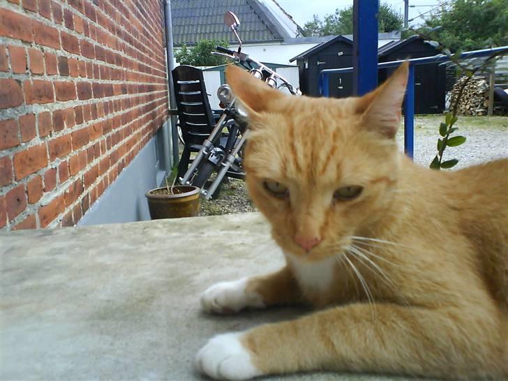 Huskat Sofus - nå hej med dig billede 3